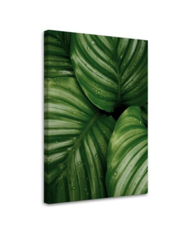 Canvas painting - Water droplets on a leaf | FEEBY