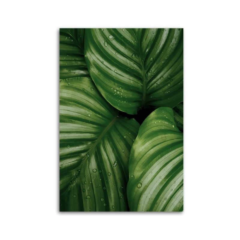 Leinwandbild - Tautropfen auf den Blättern | Feeby