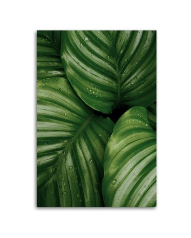 Leinwandbild - Tautropfen auf den Blättern | Feeby