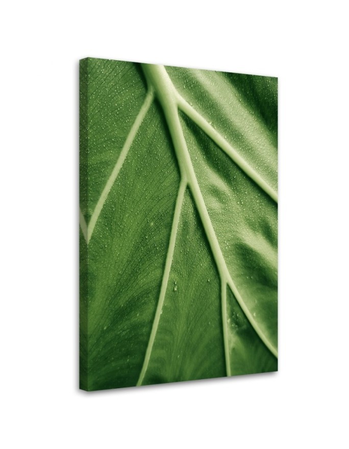 Bild auf Leinwand - Tautropfen auf dem Blatt im Makro | Feeby