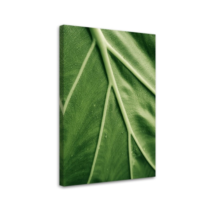 Bild auf Leinwand - Tautropfen auf dem Blatt im Makro | Feeby