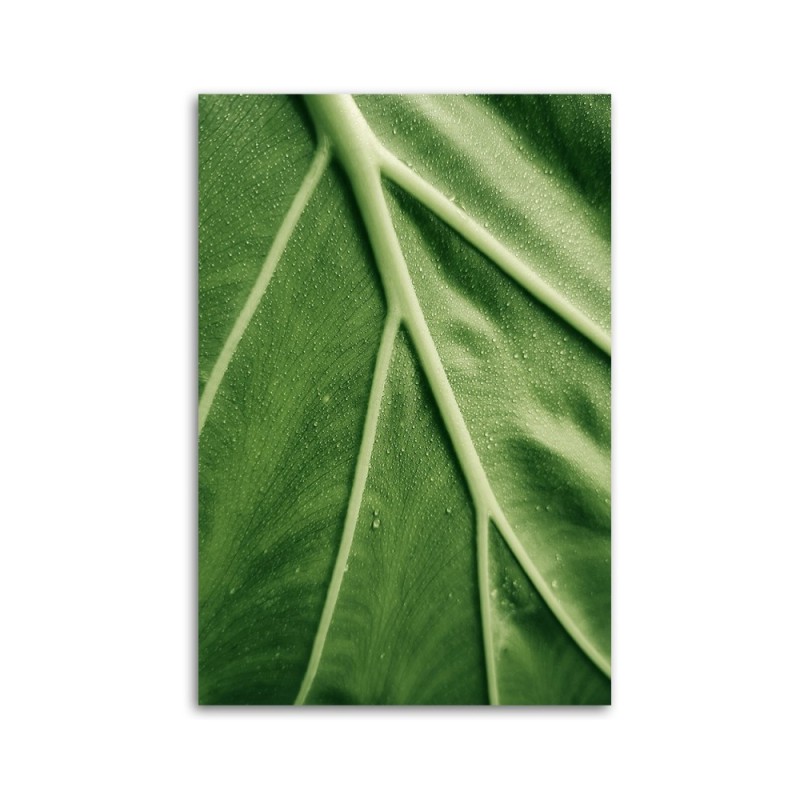 Bild auf Leinwand - Tautropfen auf dem Blatt im Makro | Feeby
