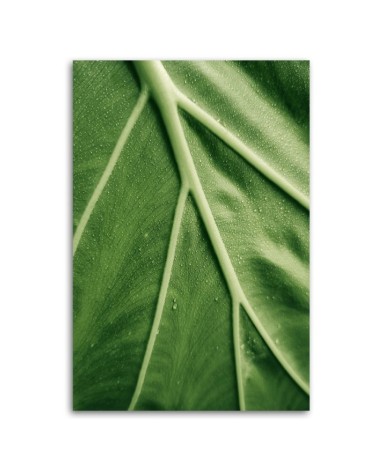 Bild auf Leinwand - Tautropfen auf dem Blatt im Makro | Feeby
