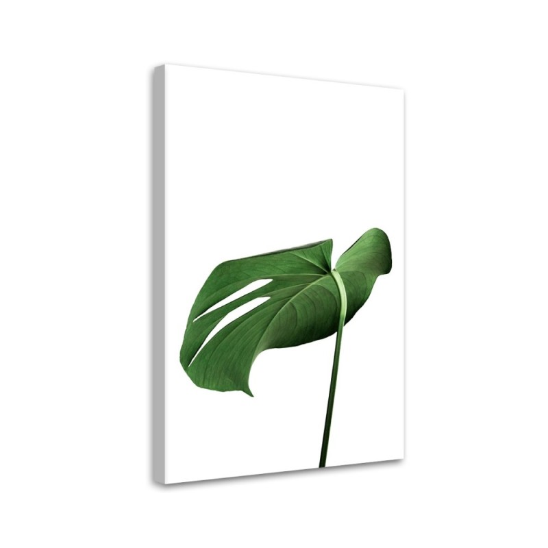 Leinwanddruck - Monstera Blatt Pflanze | Feeby