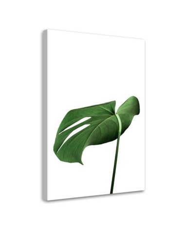 Leinwanddruck - Monstera Blatt Pflanze | Feeby