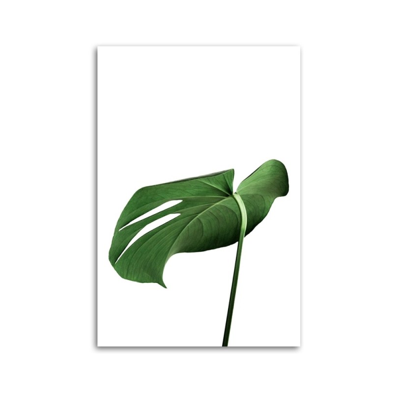 Leinwanddruck - Monstera Blatt Pflanze | Feeby