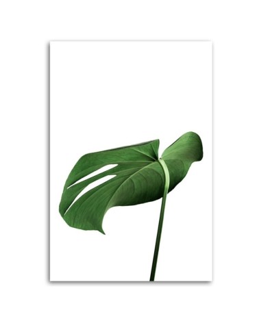 Leinwanddruck - Monstera Blatt Pflanze | Feeby