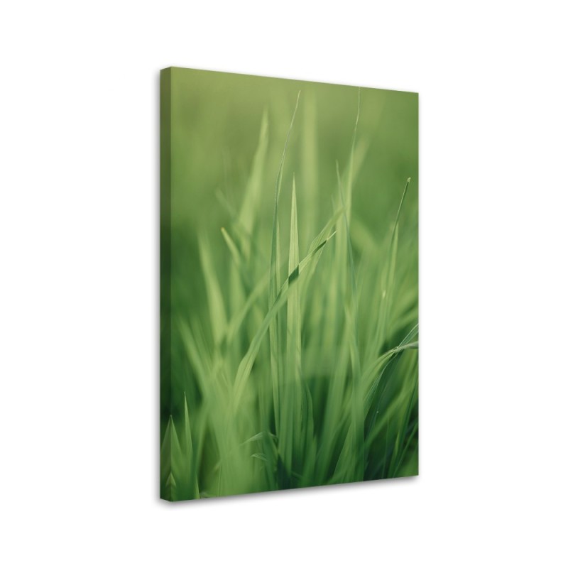 Bild auf Leinwand - Grashalm | Feeby