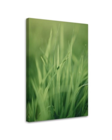 Bild auf Leinwand - Grashalm | Feeby