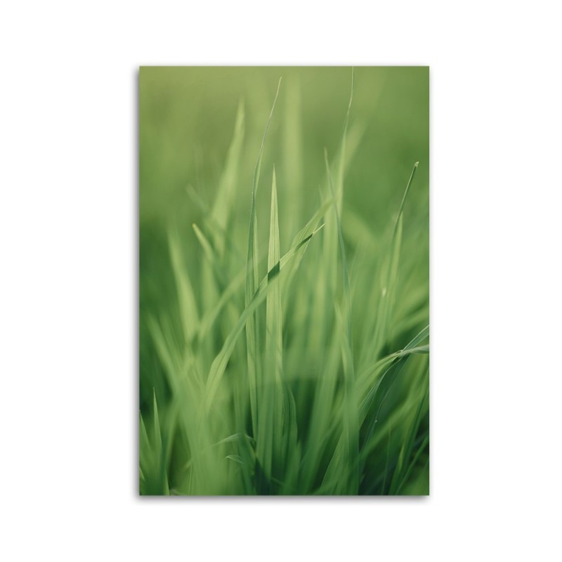 Bild auf Leinwand - Grashalm | Feeby