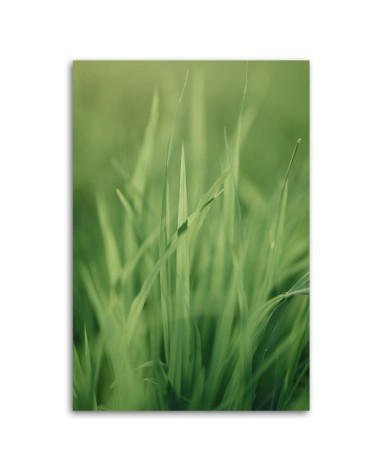 Bild auf Leinwand - Grashalm | Feeby