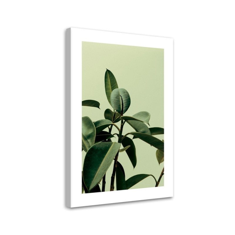 Dekoratives Leinwandbild - Grünpflanze Natur | Feeby
