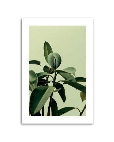 Dekoratives Leinwandbild - Grünpflanze Natur | Feeby