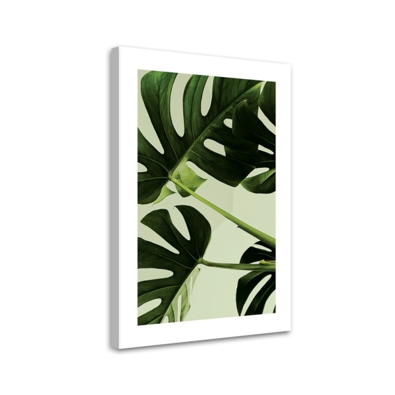 Modernes Wandbild - Grüne monstera Blätter | Feeby