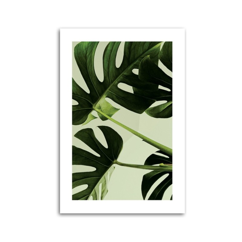 Modernes Wandbild - Grüne monstera Blätter | Feeby