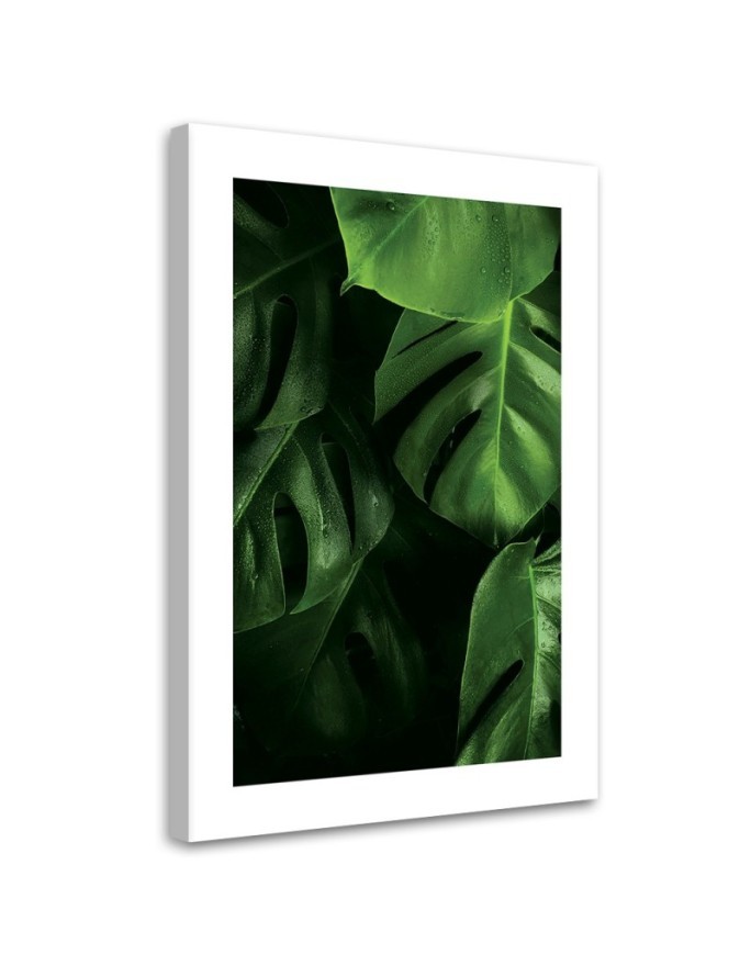 Leinwandbild modern - Tautropfen auf Monstera-Blättern | Feeby