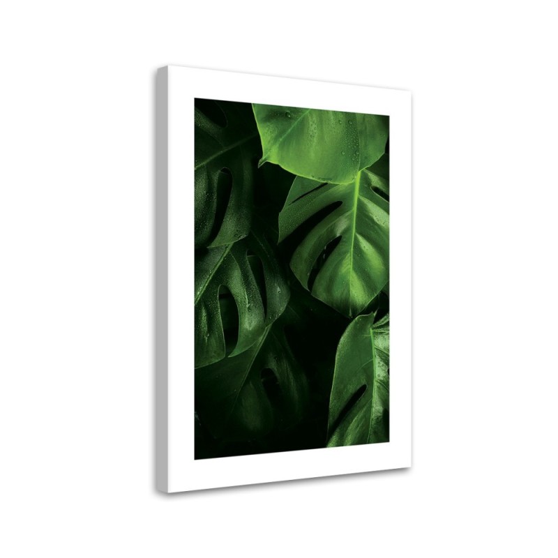 Leinwandbild modern - Tautropfen auf Monstera-Blättern | Feeby