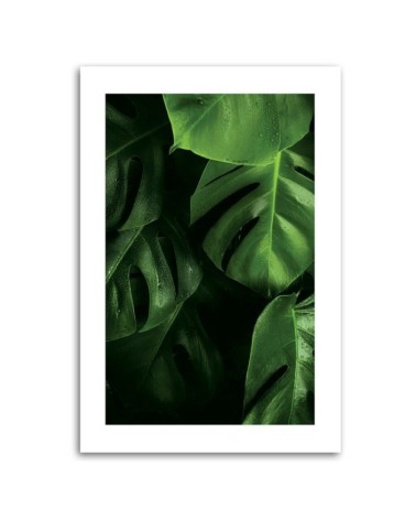 Leinwandbild modern - Tautropfen auf Monstera-Blättern | Feeby