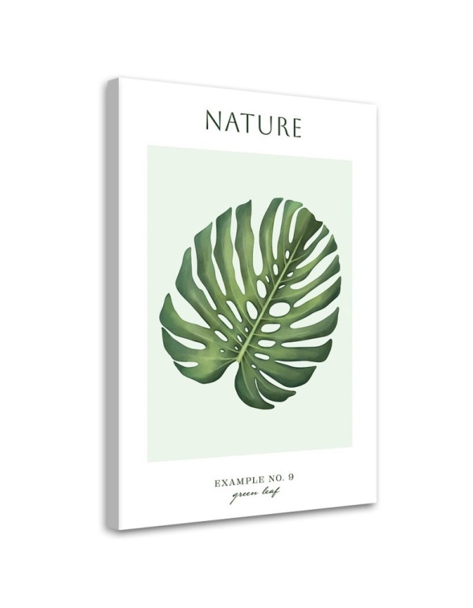 Obraz na płótnie - Zielony liść monstera - Natura | FEEBY