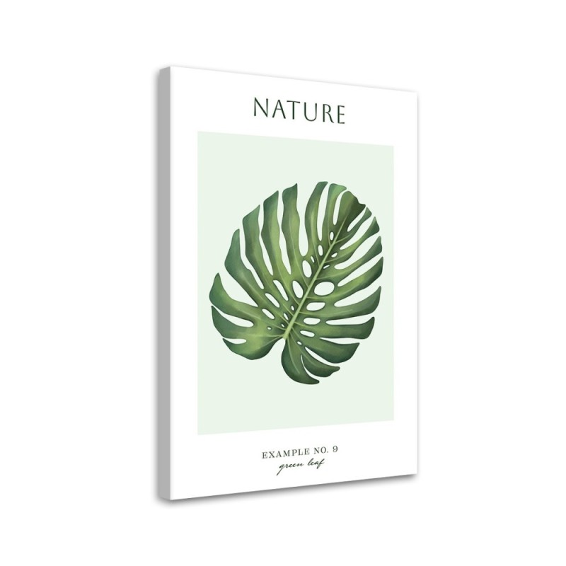 Obraz na płótnie - Zielony liść monstera - Natura | FEEBY