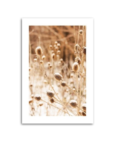 Leinwanddruck - Getrocknete Wiese mit Teebaumblüten | Feeby