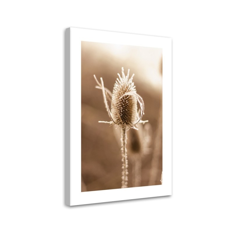 Bild auf Leinwand - Teeblume im Makromaßstab | Feeby