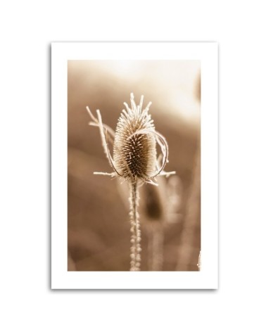 Bild auf Leinwand - Teeblume im Makromaßstab | Feeby