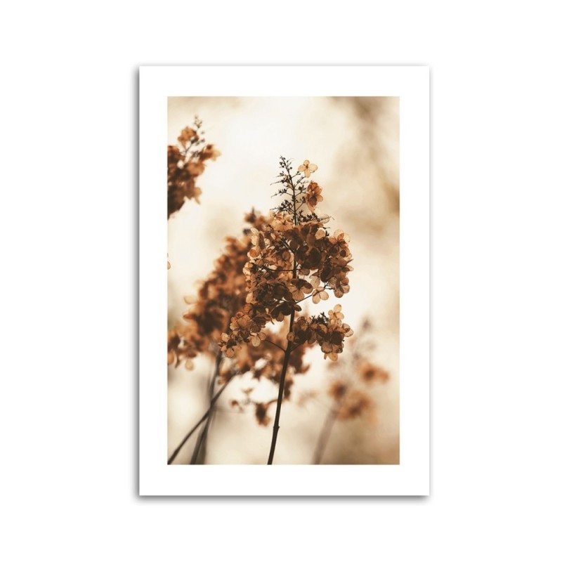 Dekoratives Leinwandbild - Getrocknete Hortensienblüte | Feeby