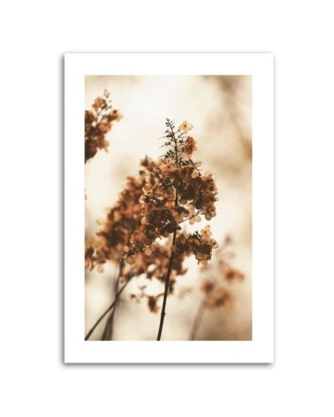 Dekoratives Leinwandbild - Getrocknete Hortensienblüte | Feeby