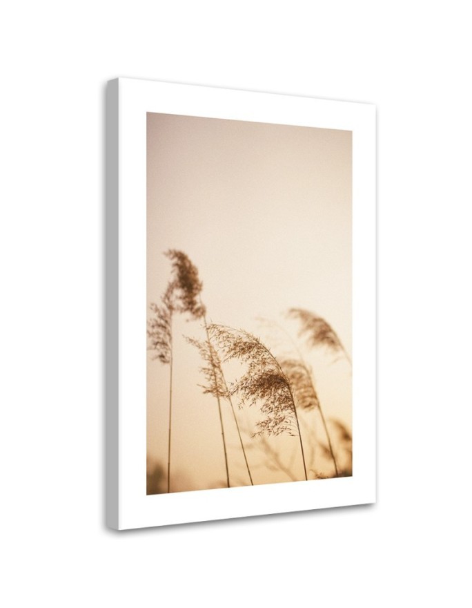 Leinwandbild modern - Beigefarbenes Schilf | Feeby
