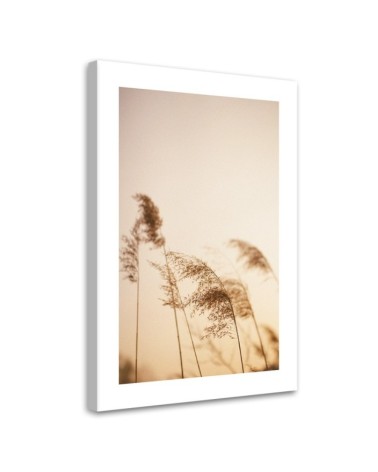 Leinwandbild modern - Beigefarbenes Schilf | Feeby