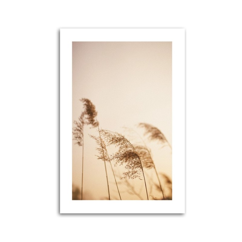 Leinwandbild modern - Beigefarbenes Schilf | Feeby