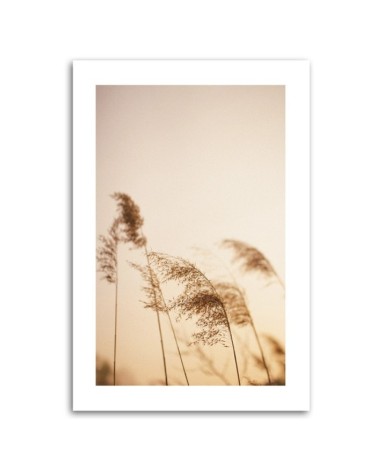 Leinwandbild modern - Beigefarbenes Schilf | Feeby