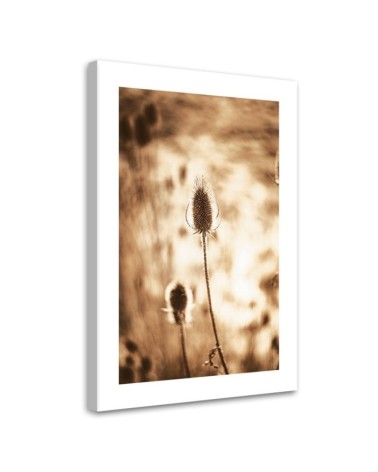 Leinwandbild - Getrocknete Pflanzen | Feeby