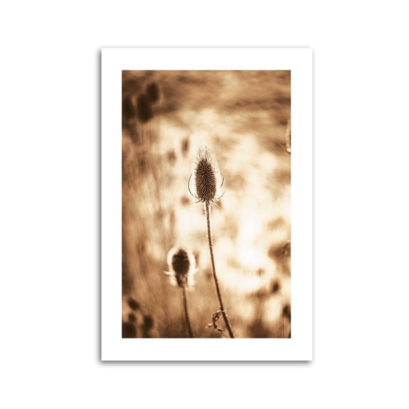 Leinwandbild - Getrocknete Pflanzen | Feeby