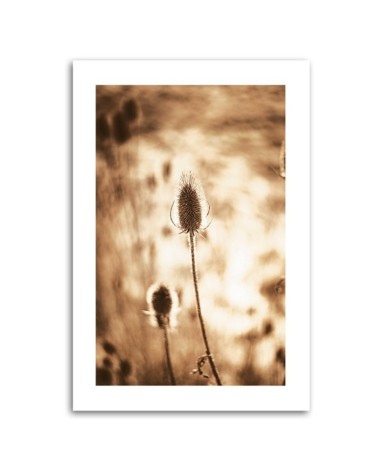 Leinwandbild - Getrocknete Pflanzen | Feeby