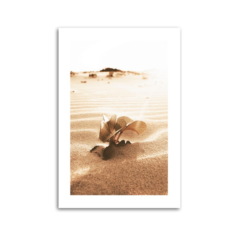 Bild auf Leinwand - Blume in der Wüste | Feeby