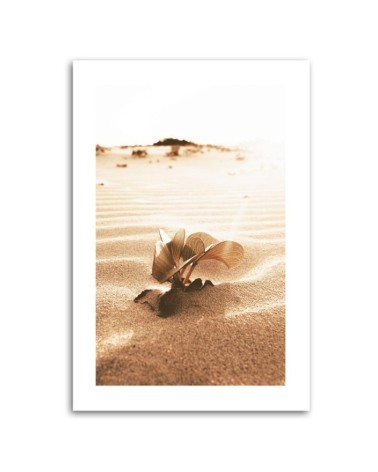 Bild auf Leinwand - Blume in der Wüste | Feeby