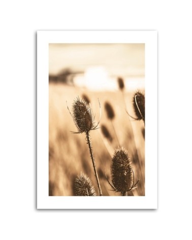 Modernes Wandbild - Getrocknete Teestrauchblüte | Feeby