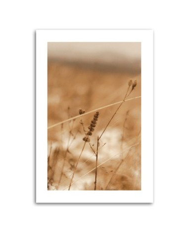 Leinwandbild - Zartes Boho-Gras | Feeby