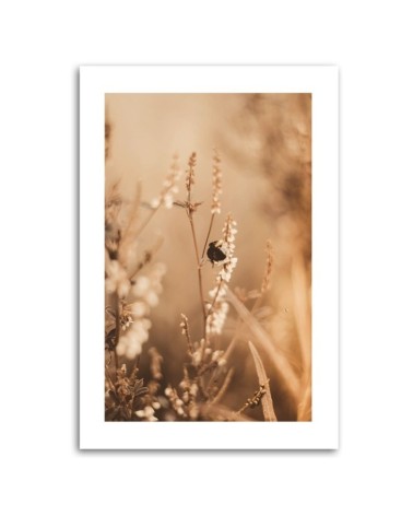 Leinwandbild - Beigefarbene Blumen auf dem Feld | Feeby