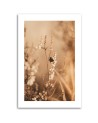 Canvas painting - Beige field flowers | FEEBY