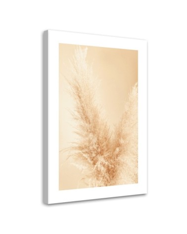 Modernes Wandbild - Pampasgras Makro | Feeby