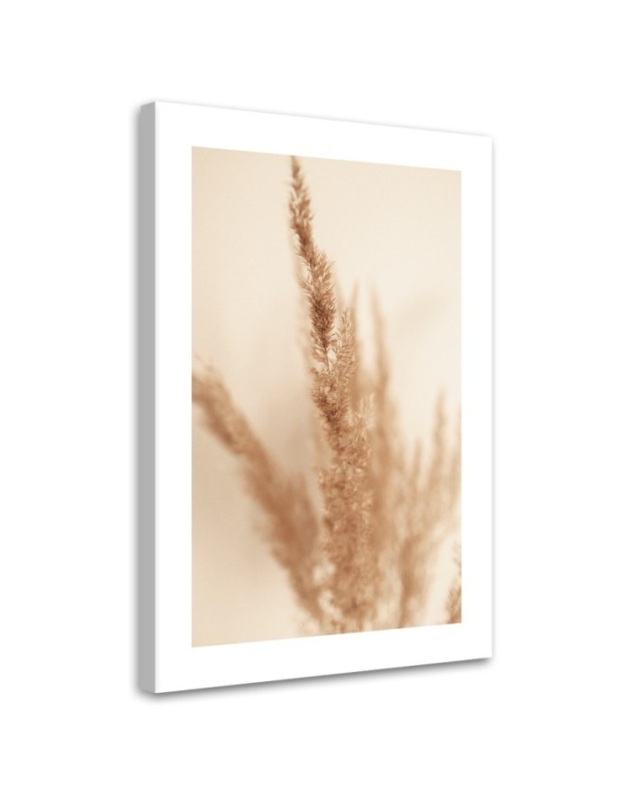Leinwandbild - Beigefarbenes Pampasgras | Feeby