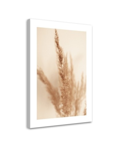 Leinwandbild - Beigefarbenes Pampasgras | Feeby