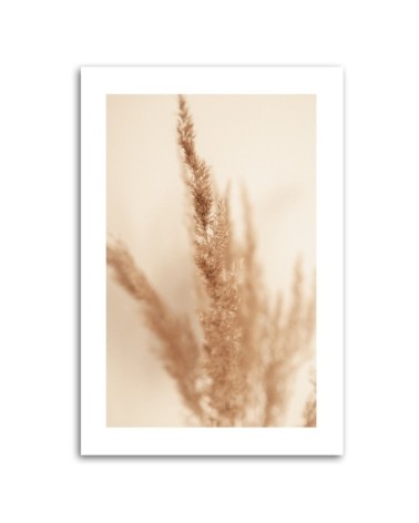 Leinwandbild - Beigefarbenes Pampasgras | Feeby