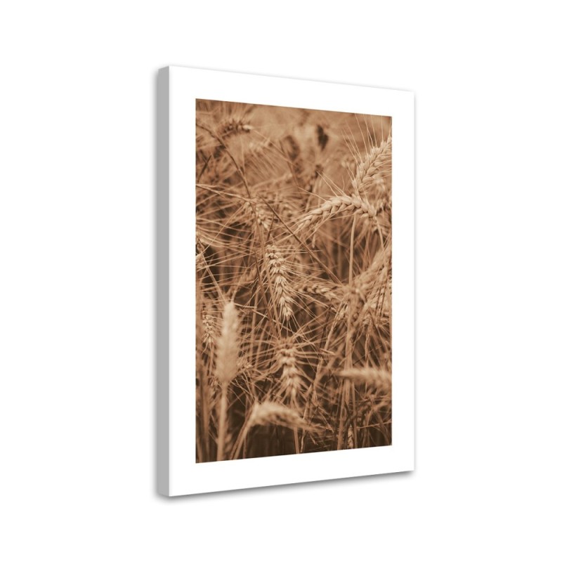 Bild auf Leinwand - Ähren von Getreide | Feeby