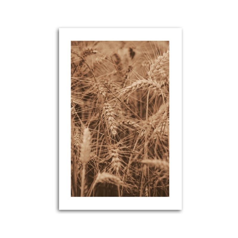 Bild auf Leinwand - Ähren von Getreide | Feeby