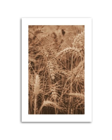 Bild auf Leinwand - Ähren von Getreide | Feeby