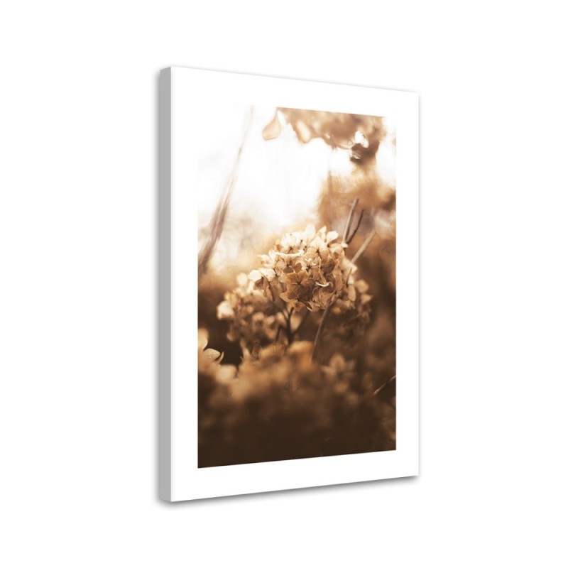 Leinwandbild - Verwelkte Hortensie bei Sonnenuntergang | Feeby